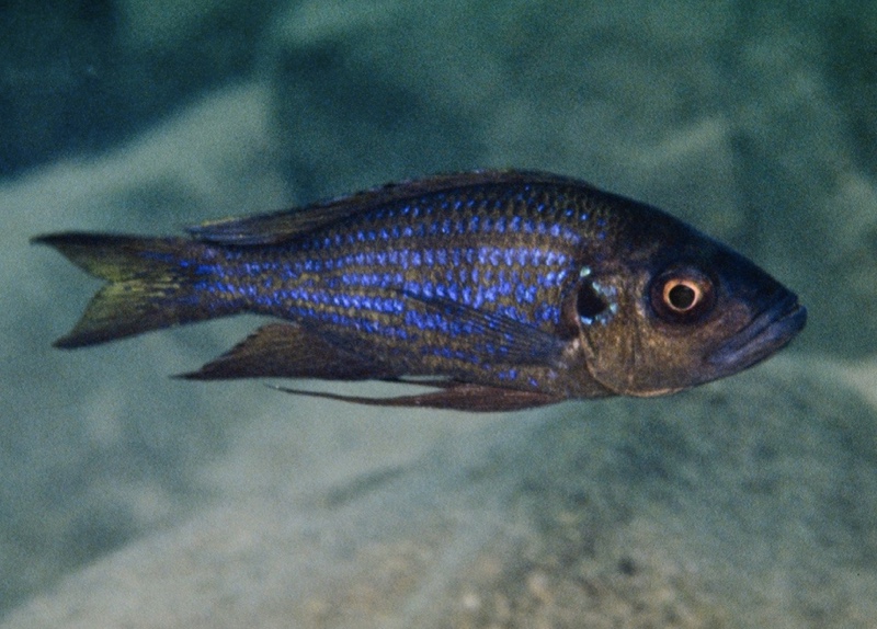 Aulonocranus dewindti 'Kapampa'